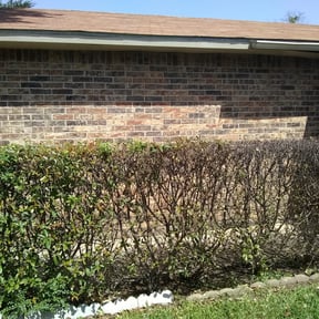 Bush Trimming by Diego's Lawn Care reviewed on August 15, 2025