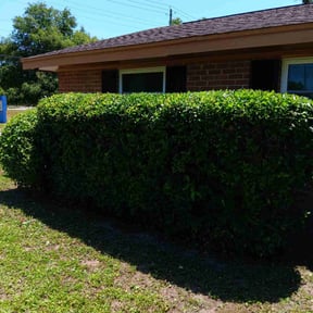 Bush Trimming by Js Lawn Care reviewed on August 21, 2025