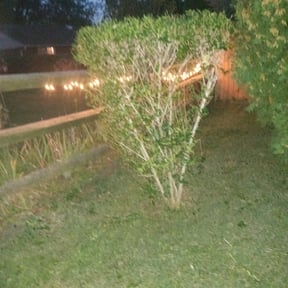 Bush Trimming by East Side Property Services LLC reviewed on August 15, 2025