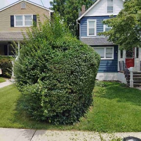 Bush Trimming by Brian B's Lawn Care reviewed on July 10, 2026