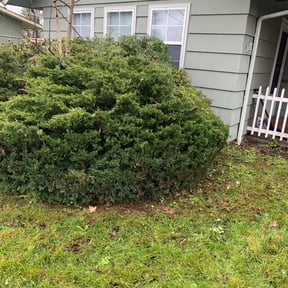 Bush Trimming by The Green Op reviewed on December 10, 2025