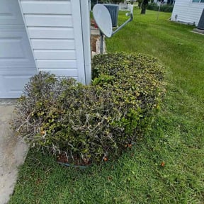 Bush Trimming by The Gruene Panda reviewed on October 19, 2025