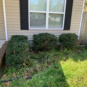 Bush Trimming by Fortanel lanscaping reviewed on August 21, 2025