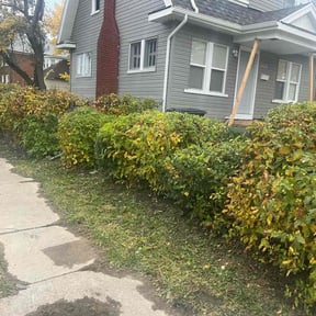 Bush Trimming by MsBarbLawnCare reviewed on August 20, 2025