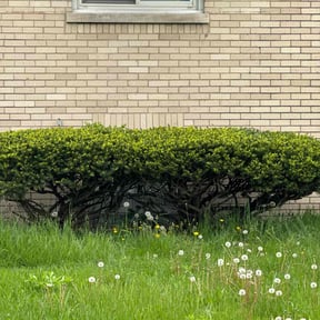Bush Trimming by Serenity Lawn Care and Property Maintenance reviewed on August 15, 2025