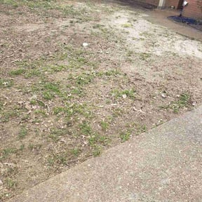 Leaf Removal by Maximum cuts reviewed on April 12, 2026