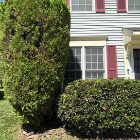 Bush Trimming by Trevol lawn general services LLC reviewed on August 14, 2026