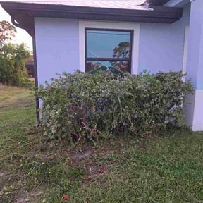 Bush Trimming by Shepherd's Outdoor Service LLC reviewed on June 19, 2026