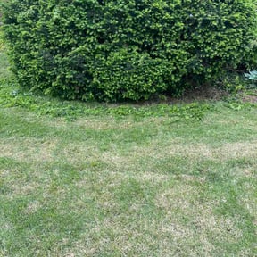 Bush Trimming by Midwest Lawns &amp; More LLC reviewed on May 7, 2026