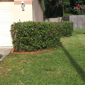 Bush Trimming by Gardens Of eDen lawn service reviewed on August 21, 2025