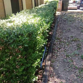 Bush Trimming by A & S Contractor LLC reviewed on August 17, 2025