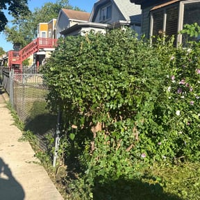 Bush Trimming by Norman Boys Lawn Care reviewed on December 15, 2025