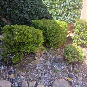 Bush Trimming by E B ENTERPRISE&#039;S reviewed on May 2, 2024