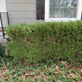 Bush Trimming by TH lawncare reviewed on August 21, 2025