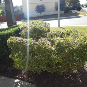 Bush Trimming by SGP Lawn Services reviewed on August 21, 2025