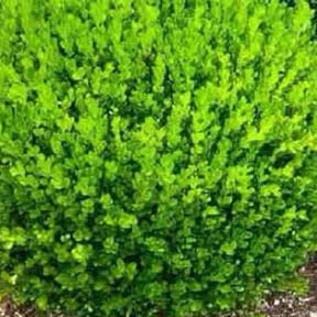 Bush Trimming by DDE Landscaping reviewed on October 4, 2023