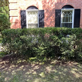 Bush Trimming by Allen Investments reviewed on August 20, 2025