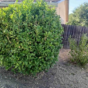 Bush Trimming by A&amp;M landscaping company reviewed on October 22, 2025