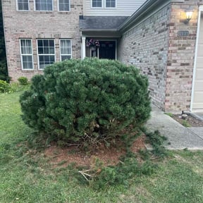 Bush Trimming by Herrera Lawn Maintenance reviewed on August 18, 2025