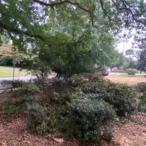 Bush Trimming by Ibarra Landscaping reviewed on August 15, 2025