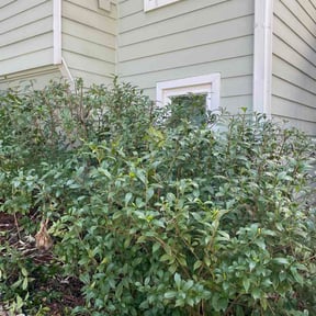 Bush Trimming by MNH reviewed on March 9, 2026