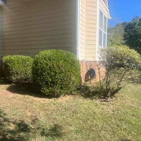 Bush Trimming by MEJ Life reviewed on November 7, 2025