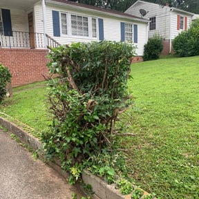 Bush Trimming by All Mowing Services reviewed on August 19, 2025
