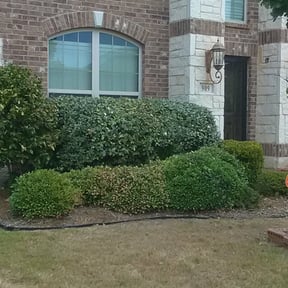 Bush Trimming by Ab Services lawncare reviewed on August 20, 2025