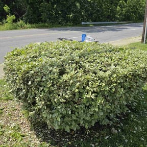 Bush Trimming by SupremeGroomers reviewed on August 19, 2025