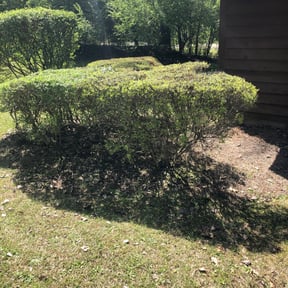 Bush Trimming by nathaniel baker reviewed on August 19, 2025