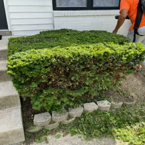 Bush Trimming by AFL Lawn Care reviewed on August 16, 2025