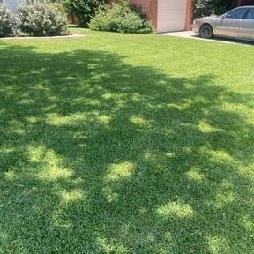 landscaping services by David's landscape reviewed on August 16, 2025