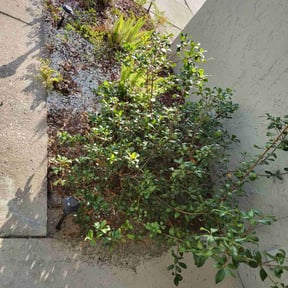 Leaf Removal by Constant Elevation reviewed on October 2, 2025