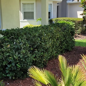 Bush Trimming by New Clippings reviewed on August 20, 2025