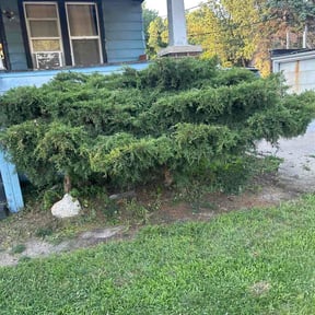 Bush Trimming by Belmontes Landscape LLC reviewed on July 5, 2026