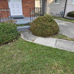 Bush Trimming by Triple M Kutters reviewed on November 24, 2025