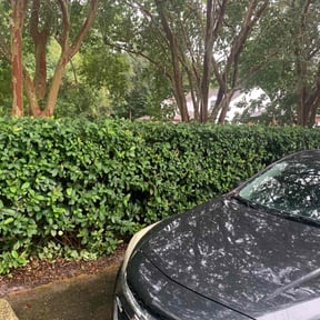 Bush Trimming by J&E LAWN CARE reviewed on August 20, 2025