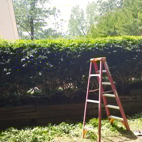 Bush Trimming by Picture perfect lawn reviewed on August 17, 2025