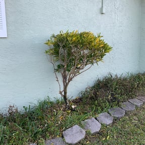 Bush Trimming by A-One Lawn Service/Junk Removal  reviewed on October 19, 2025