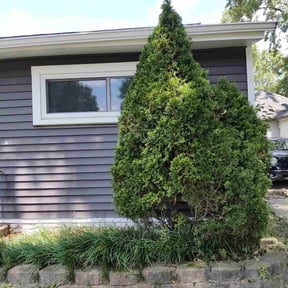 Bush Trimming by A1 Ideal Lawn Care reviewed on August 21, 2025