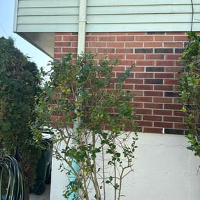 Bush Trimming by LENJAN LLC reviewed on November 6, 2025