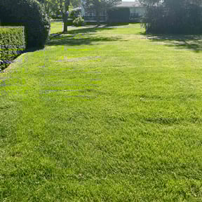 yard service by Solo Lawns reviewed on August 19, 2025