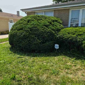 Bush Trimming by Boyd's sustainable greens reviewed on July 11, 2026