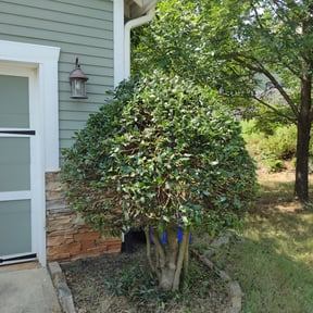 Bush Trimming by First Brick Lawn Service reviewed on August 19, 2025