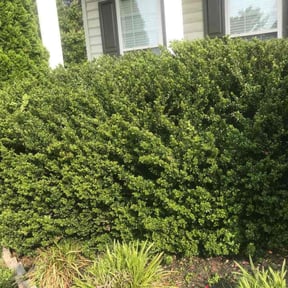 Bush Trimming by Morales Lawn Care reviewed on August 20, 2025