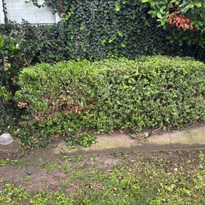 Bush Trimming by Cascadia Landscaping reviewed on August 17, 2025