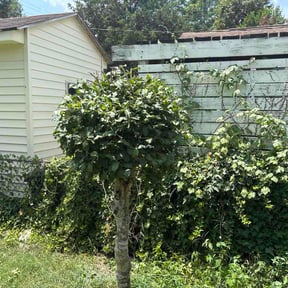 Bush Trimming by Pristine Properties LHS reviewed on July 21, 2026
