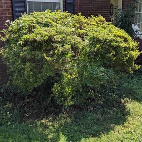Bush Trimming by Alpha Omega Home Service LLC reviewed on August 19, 2025