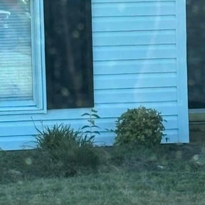 Bush Trimming by Camp ground lawn care reviewed on December 12, 2025