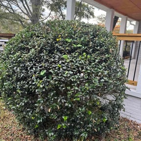 Bush Trimming by Greenlawnz landscaping reviewed on October 19, 2025